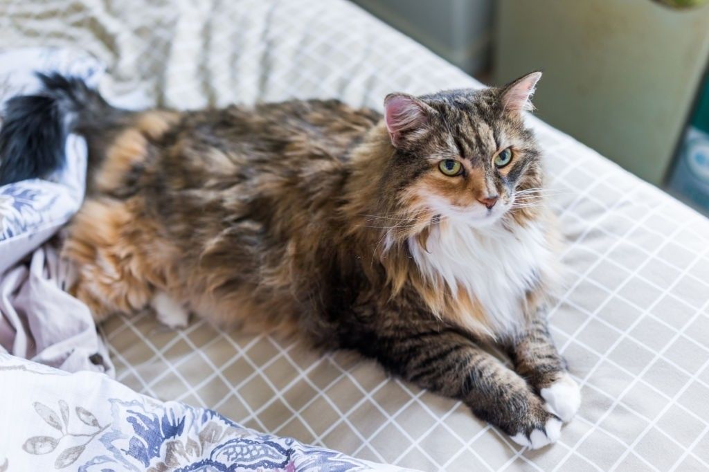 How To Take Care Of Maine Coon Cat Hair? How To Give A Maine Coon A