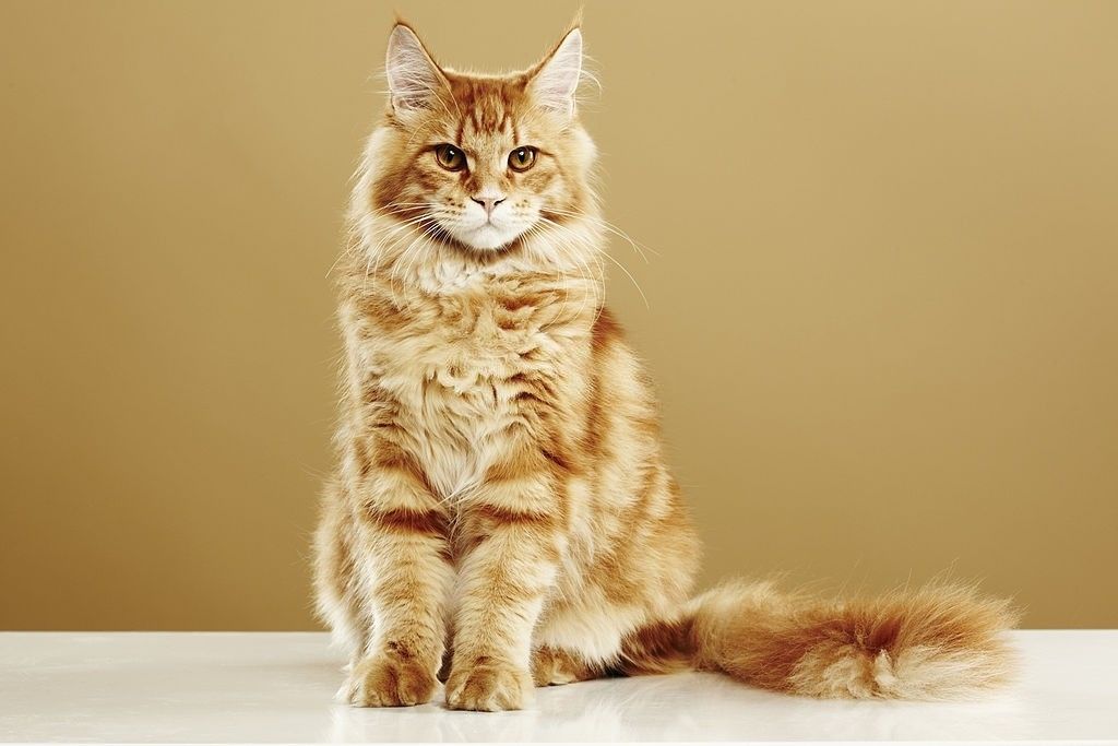 Long Haired Orange Maine Coon Cat