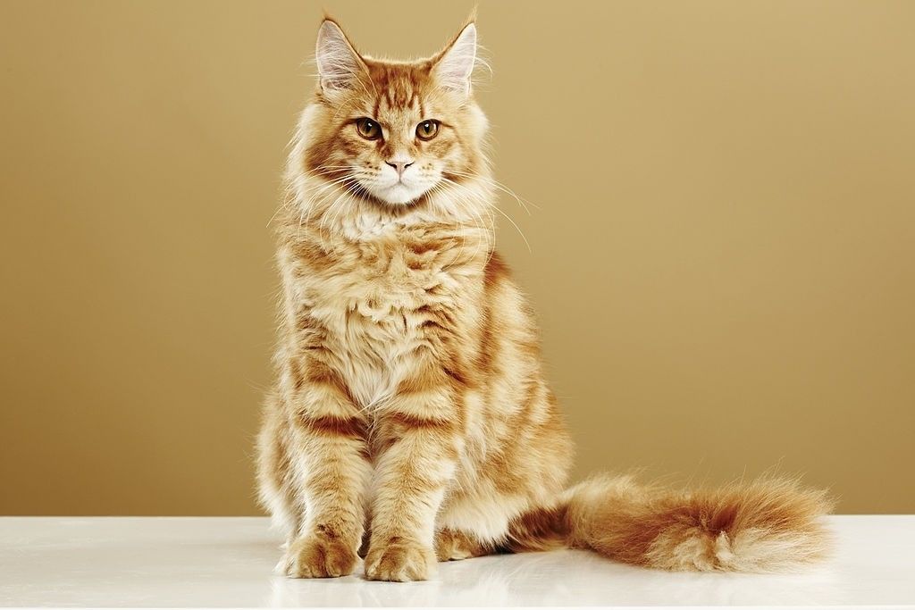 10-facts-about-orange-maine-coons-characteristic-personality-and-how